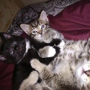 Meet your Posher, Ernest